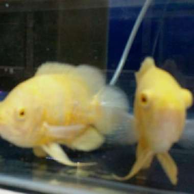 Oscar tiger Albino size 20 cm Multicolor