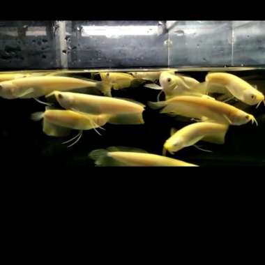 ikan hidup Arowana / Arwana Silver Albino +-13Cm Multicolor