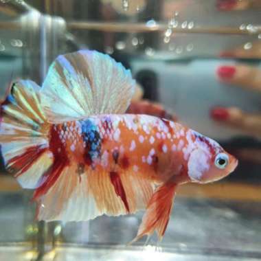 Ikan Cupang Golden Base dan Multi Top Grade Multicolor
