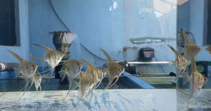 Ikan Manfish Manacapuru Red Back PURE Angel Fish Multicolor