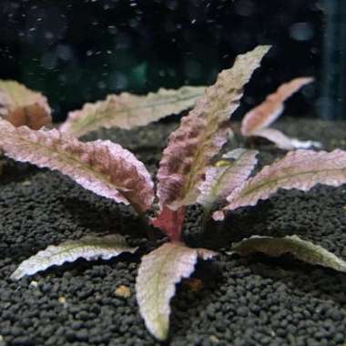 Cryptocoryne Flamingo Tanaman Aquascape Multicolor