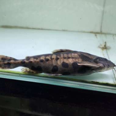 irwini araguai catfish 25 cm Multicolor