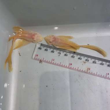 albino brushmouth full slayer size 9-10 cm , Pleco L144 Multicolor