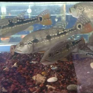 ikan chicla peacock bass Pinima size 18-19cm Multicolor