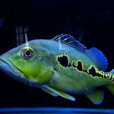 Predator Peacock Bass Orinoco size 3 spot Hulk Multicolor