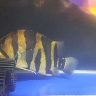 datz borneo Multicolor