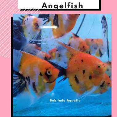 Manfish Red Devil 5cm up grade sortir Multicolor