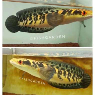 CHANNA MARU YELLOW BORNEO BATIK - CHANNA MARU BORNEO Size 11-13cm Multicolor