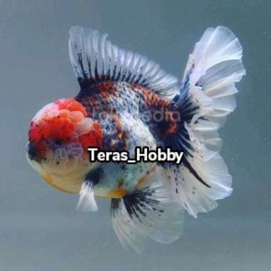 Koki Oranda RoseTail Pancawarna Berkualitas Size (L) Multicolor