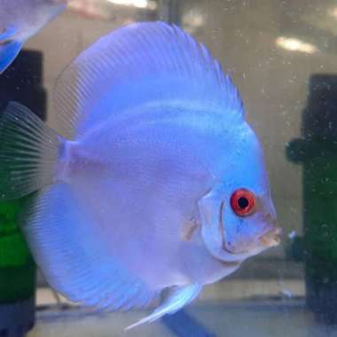 ikan hias discuss blue diamond red eye 2 inch Multicolor
