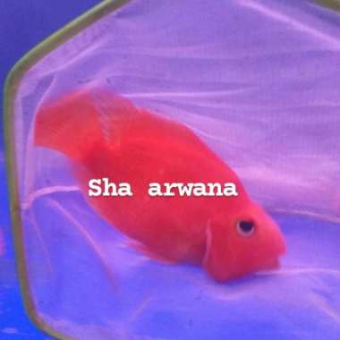 parot kingkong red parrot kingkong Multicolor