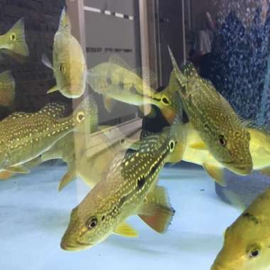 Peacock Bass pinima pure size 15 cm good marking full mutiara Multicolor