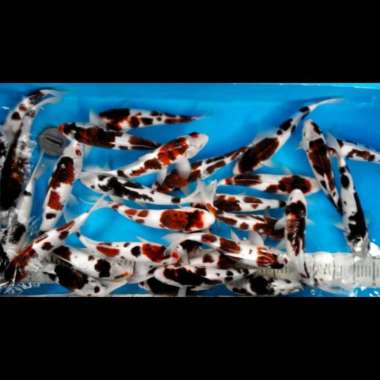 Ready koi blitar jenis goromo size 25BU Multicolor