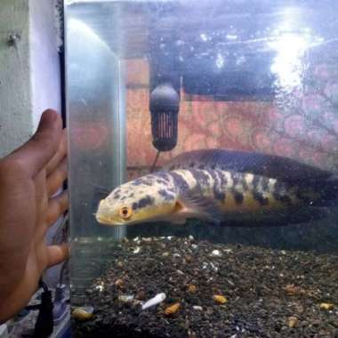 chana maru Multicolor