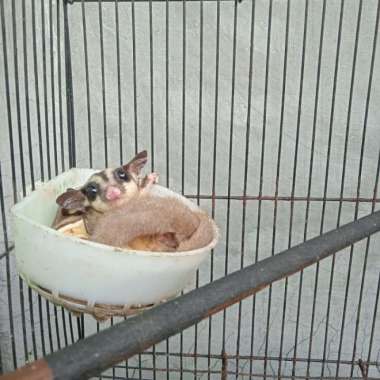sugar glider sepasang grey Varian Based Information