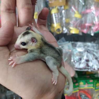 sugar glider joey mozaik betina/Sg moza Varian Based Information