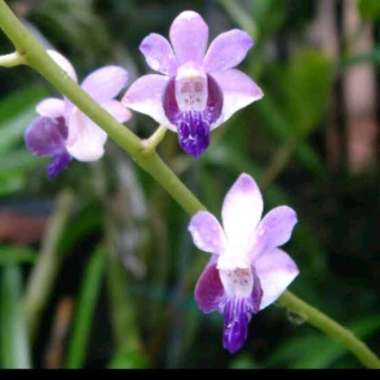 Remaja Anggrek Doritis Blue Pulcherrima Biru Bibit bunga bulan spesies orchid unik species cantik sp