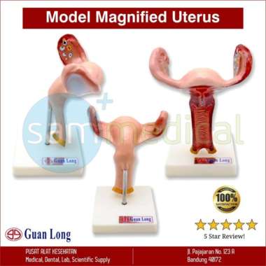 Guan Long Alat Peraga Model Magnified Uterus GL-8436 A