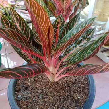 Indukan Aglonema Red Sumatra Multicolor
