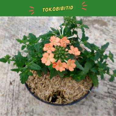 Tanaman Hias Bunga Peach Verbena