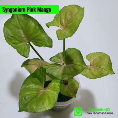 Tanaman Hias Daun Syngonium Pink Mango