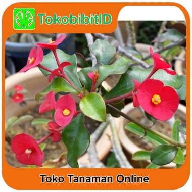 Tanaman Hias Daun Euphorbia Geroldii
