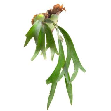 Tanaman Hias Daun Simbar Menjangan