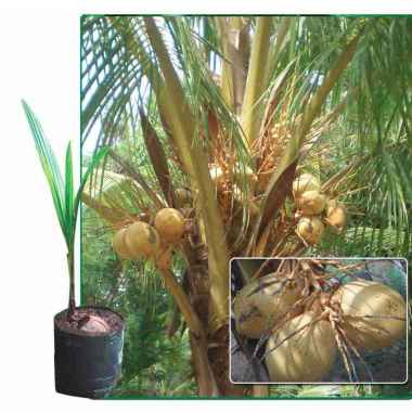 Tanaman Buah Kelapa Kopyor