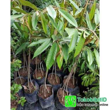 Tanaman Buah Durian Duri Hitam Kaki 3 - Tinggi 1 meter