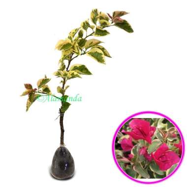 Tanaman Hias Bunga Bougenville Merah Variegata / Bunga Kertas