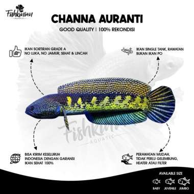 Ikan Channa Auranti Grade A+ Rekondisi bukan PO 4-6 cm
