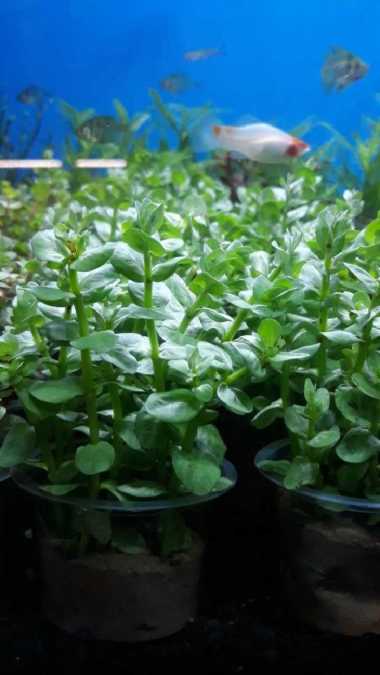 Tanaman Aquascape " Rotala SP Green "