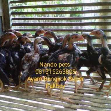 Ayam Bangkok Asli pakhoy- Ayam Bangkok Multivariasi
