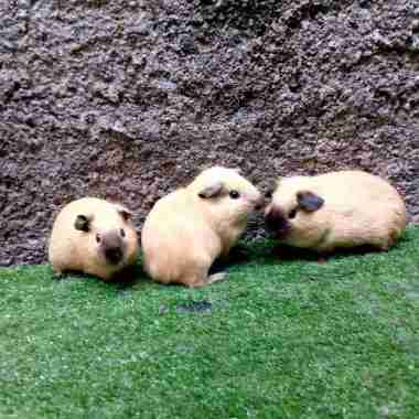 marmut hias/Guinea pig American California cream