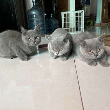Beli kucing hot sale british shorthair