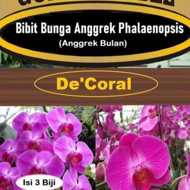 Bibit Bunga Anggrek Phalaenopsis|Bibit Anggrek Bulan|Anggrek Pink