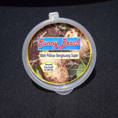 Bibit Pilihan Bengkuang Super Kemasan Cup | Bibit Bengkoang| Bangkuang