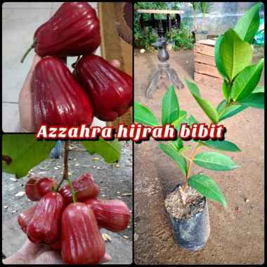 Azzahra hijrah bibit terpopuler bibit jambu madu manis