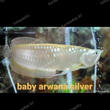 Baby Arwana silver Brazil