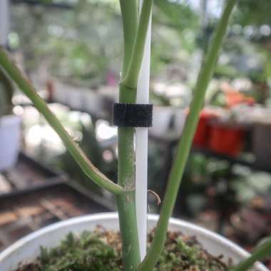 Turus Plastik Turus Tanaman Rambatan Plastik Putih Free Velcro