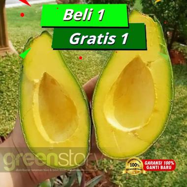 bibit Alpukat Mentega bibit unggul pohon okulasi cepat berbuah