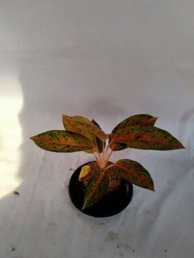 tanaman hias aglonema / aglonema big roy Multicolor