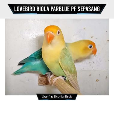 Burung Lovebird Biola Parblue PF MM Sepasang Dewasa Indukan