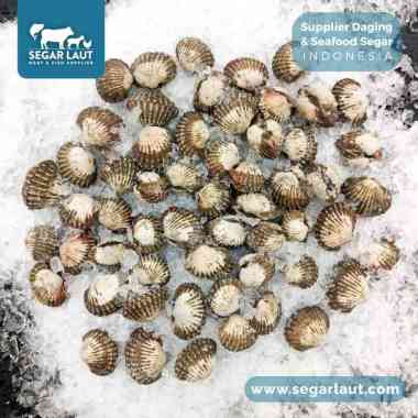 Kerang Darah | Anadara Granosa | Fresh Frozen 1 Kg