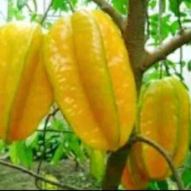 Belimbing Buah Segar Ibaza fruitsBOX - 1kgBuah Belimbing Manis Demak