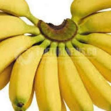 Pisang Per Sisir mas / Kepok / Siem / Nagka / Uli / Tanduk / Lampung Pisang Emas
