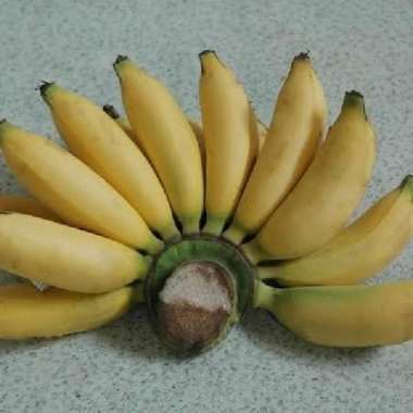 Pisang Per Sisir mas / Kepok / Siem / Nagka / Uli / Tanduk / Lampung Pisang Lampung