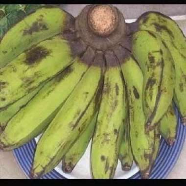 Pisang Per Sisir mas / Kepok / Siem / Nagka / Uli / Tanduk / Lampung Pisang Nagka