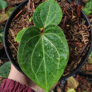 anthurium king of spades Multicolor