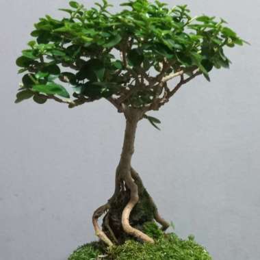 bonsai shito sancang on the rock Multicolor